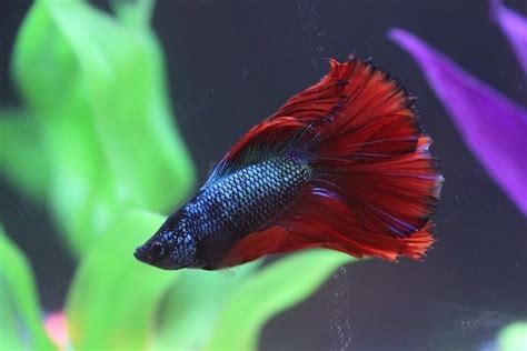Male Betta Fish: Facts and Behavioral Pattern .